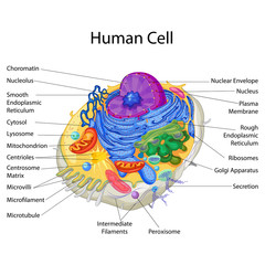 Education Chart of Biology for Human Cell Diagram