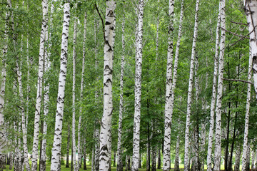 textured birch trunks that stand out against a green background of leaves