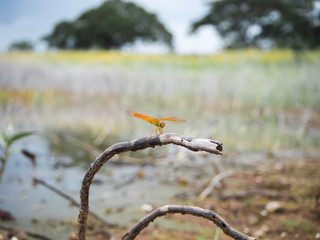 Dragonfly in nature background.