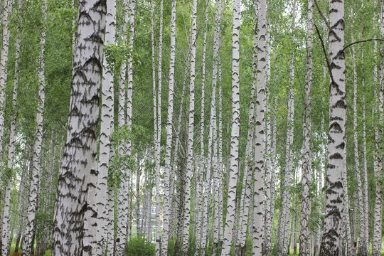birch grove in the Park