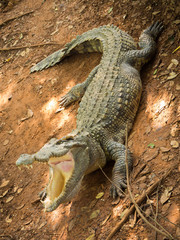 Crocodiles Resting at Crocodile Farm