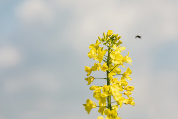 Colourful field of rapeseed. Yellow field rape in bloom with blue sky and white clouds