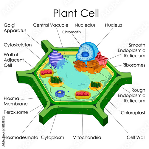 "Education Chart of Biology for Plant Cell Diagram" Stock ...
