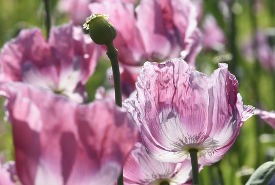 rosa Mohn