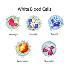 Education Chart of Biology for White Blood Cells Diagram