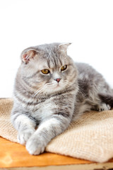 Domestic scottish cat