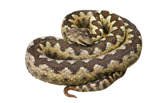 isolated european venomous snake