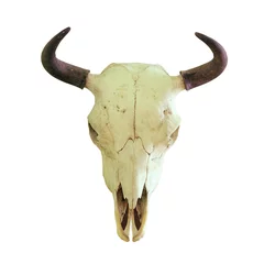 Schilderijen op glas isolated skull of european bison © taviphoto