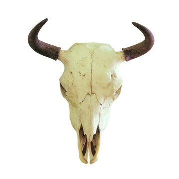 isolated skull of european bison