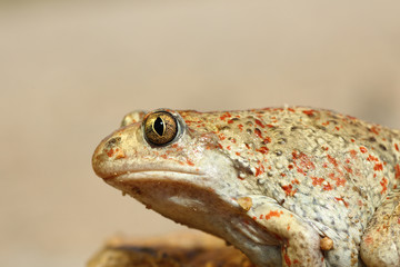 macro image of common spadefoot toad