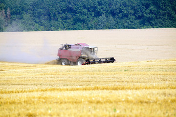 Harvester machine working to harvest wheat field . Combine harvester agriculture machine harvesting...