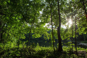Fototapeta premium Evening light through the leaves in a green forest