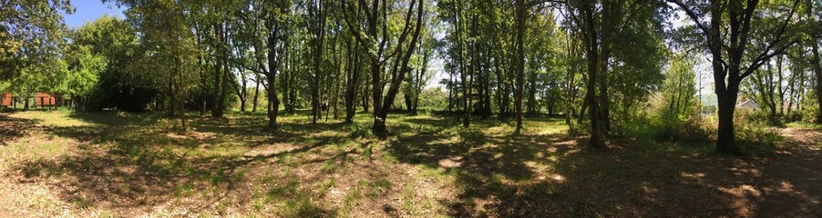 Oak forest, from Galicia, Spain..