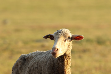 portrait of white sheep