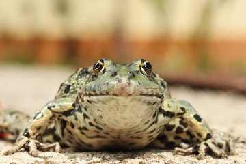 portrait of marsh frog