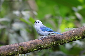 Exotic blue bird in Mindo, Ecuador, South America