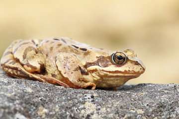 profile view of common brown frog
