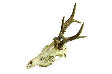 roe deer buck cranium on white background