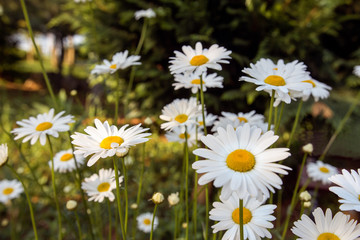 Large white daisies in nature