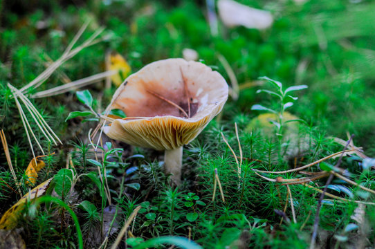 saffron milk cap mushroom in the forest