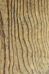texture of fir plank
