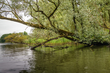 Overhanging willow trees in a wild freshwater tidal area