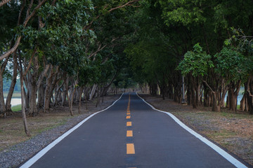 Road tunnel of trees in park.