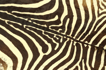Fototapeta na wymiar zebra striped pattern