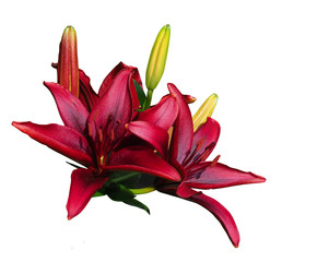 Wunderschöne dunkelrote Lilien mit Knospen, isoliert  © EKH-Pictures
