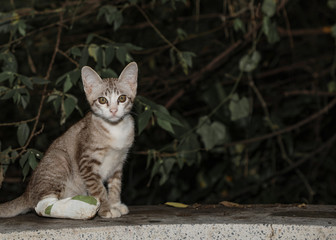 Splint A Cat’s Broken Leg,Thailand.