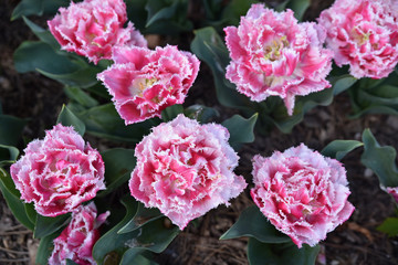 Tulipe dentelle rose au printemps au jardin
