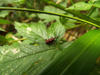 トホシオサゾウムシ weevil