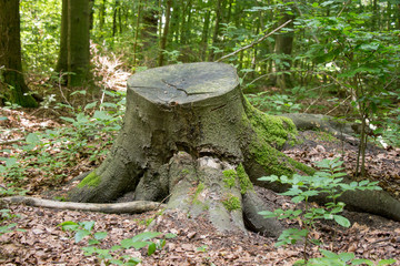 Baumstumpf im Wald