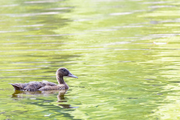 wild duck swimming peacefully in a river at sunset
