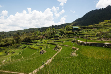 Fototapeta na wymiar Maligcong rice terraces of the municipality in Mountain Province, Philippines
