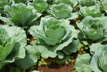 Cabbage crop in harvesting stage