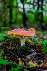 Amanita Muscaria, poisonous mushroom. Photo has been taken in the natural forest background.