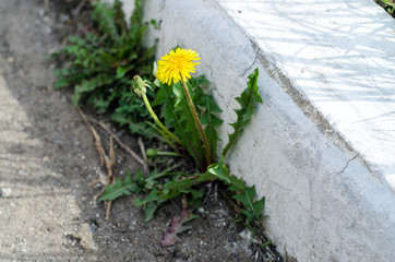 Yellow dandelion grows from concrete