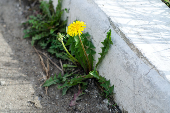 Fototapeta Yellow dandelion grows from concrete