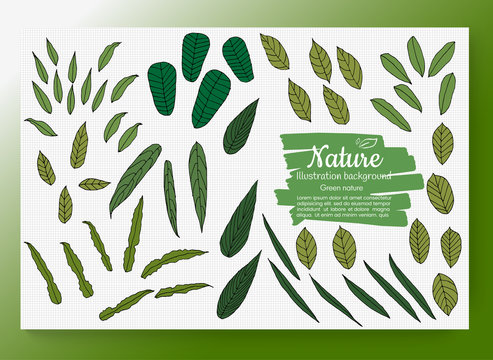 Hand drawn set of tropical leaves. jungle leaves, split leaf, set isolated on white background. Vector illustration eps 10