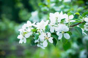 Apple tree blooming in the garden. Selective focus.