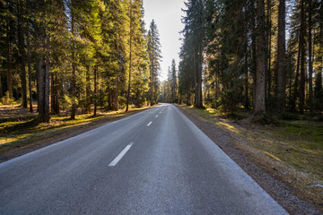 Open road in the slovenian woods