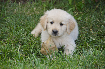 Golden Retriever Puppy Portrait