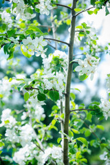 Apple tree blooming in the garden. Selective focus.