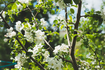 Apple tree blooming in the garden. Selective focus.