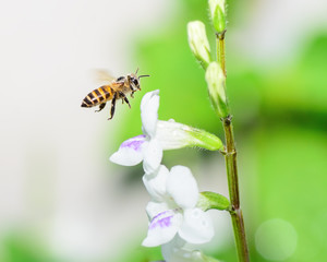 Bee flying in nature.