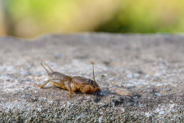 The portrait of a large insect living in the land - gryllotalpa