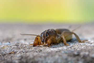 The portrait of a large insect living in the land - gryllotalpa