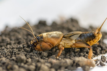 The portrait of a large insect living in the land - gryllotalpa
