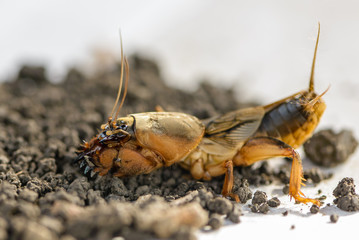The portrait of a large insect living in the land - gryllotalpa